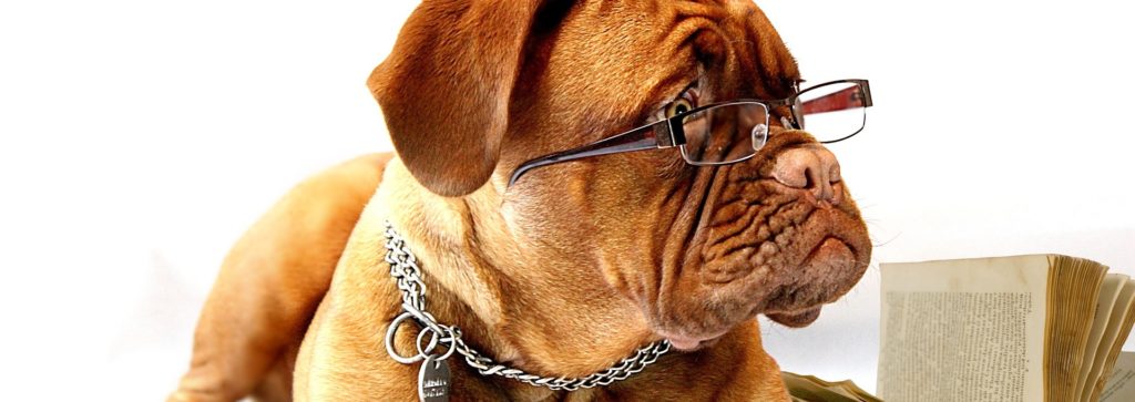 ein studierender Mastiff liest ein Buch